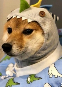 需要发一个帖子